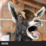 dtwalkex